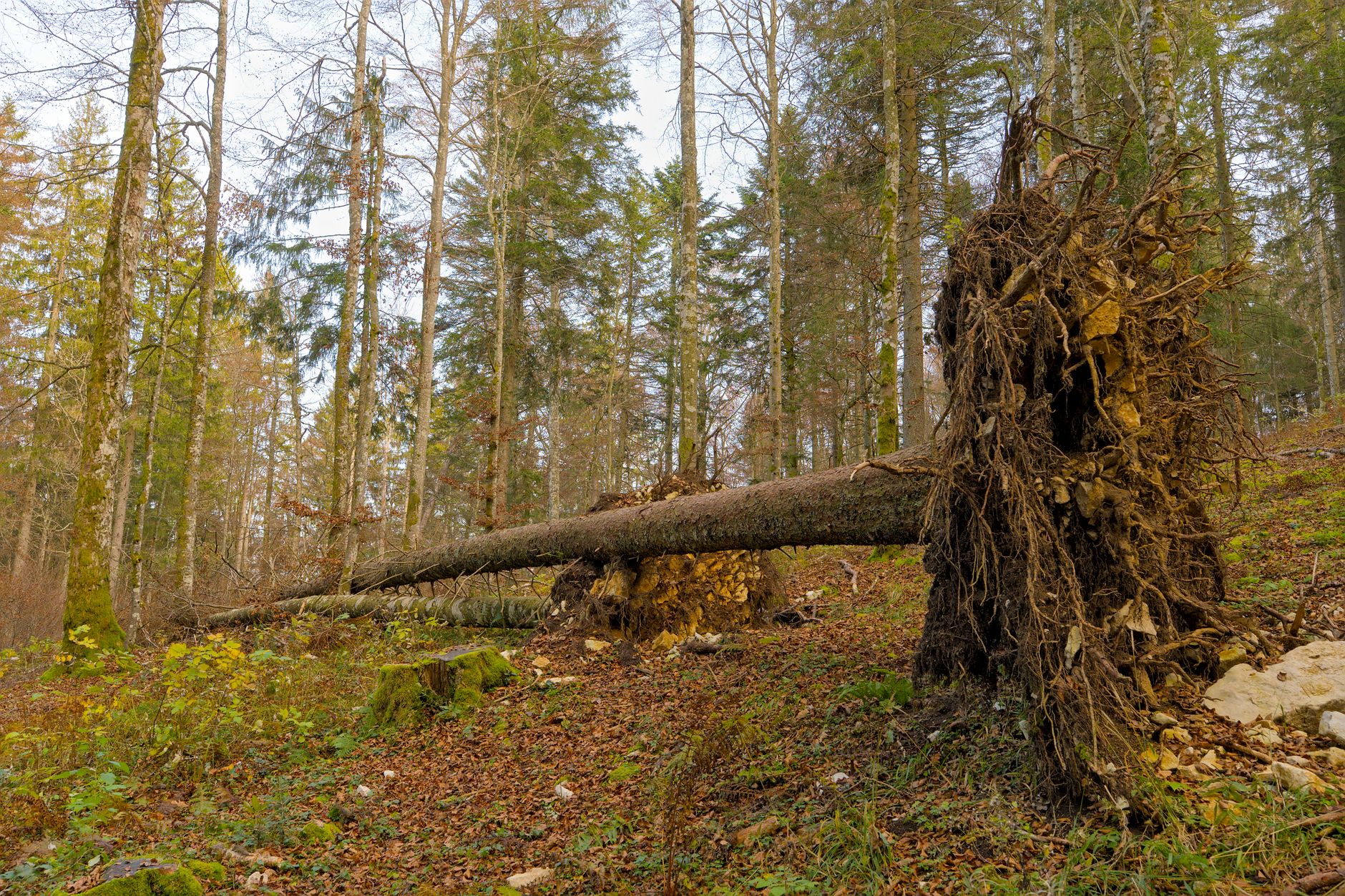 Enlèvement arbre urgence équipe à Fontenay-sous-Bois
